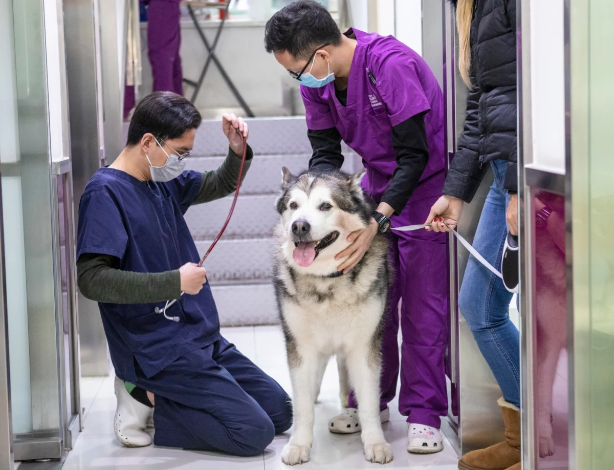 Dziesiątki tysięcy psów są skazane na śmierć głodową. Są zamknięte w mieszkaniach swoich właścicieli, którzy po objęci kwarantanną Wuhanu i innych miast nie mogą wrócić po noworocznych urlopach do swoich domów. Wjazd i wyjazd do stolicy prowincji Hubei jest zakazany od 23 stycznia z powodu epidemii koronawirusa.