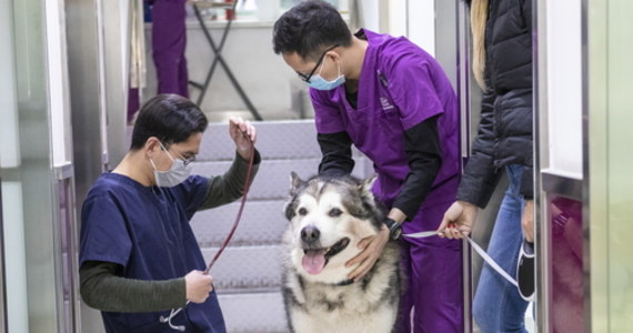 Dziesiątki tysięcy psów są skazane na śmierć głodową. Są zamknięte w mieszkaniach swoich właścicieli, którzy po objęci kwarantanną Wuhanu i innych miast nie mogą wrócić po noworocznych urlopach do swoich domów. Wjazd i wyjazd do stolicy prowincji Hubei jest zakazany od 23 stycznia z powodu epidemii koronawirusa.