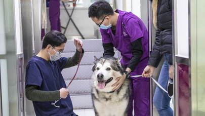 Koronawirus w Chinach. Tysiące porzuconych psów skazanych na śmierć głodową