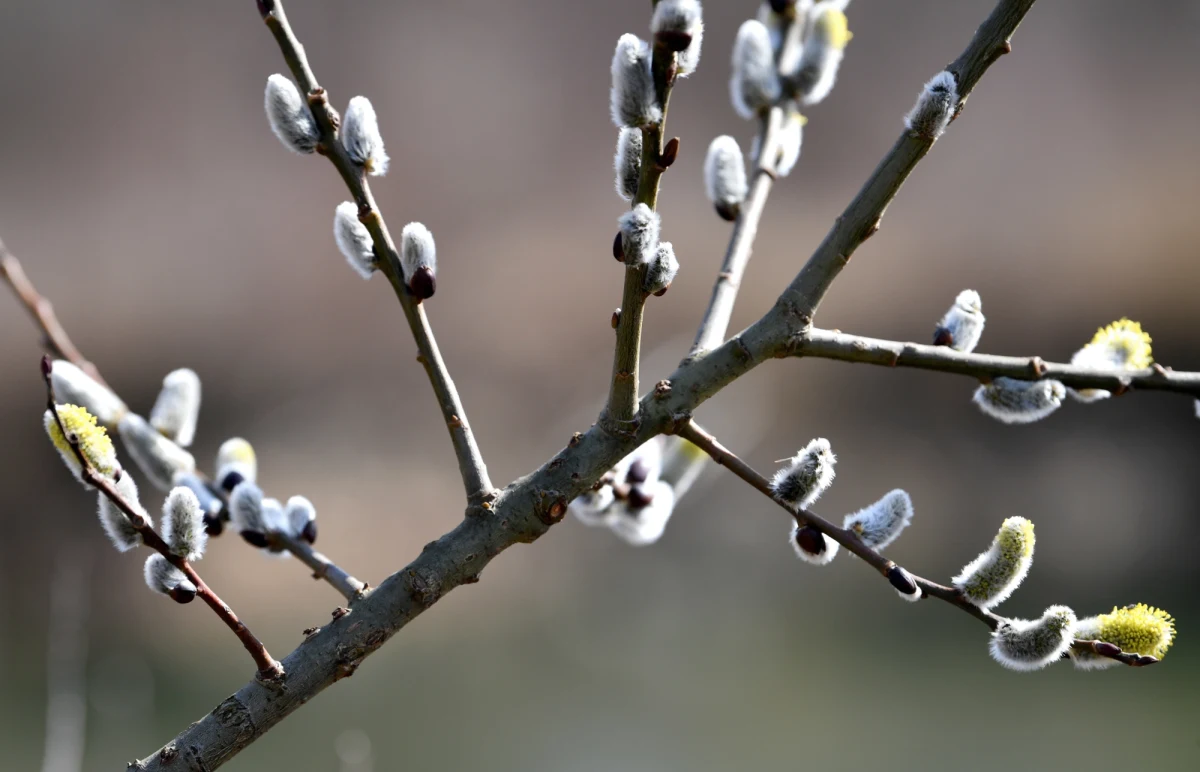 Styczeń 2020 był piątym najcieplejszym styczniem w Polsce w ostatnich 50 latach (1971-2020) - informuje IMGW. W ciągu ostatnich 10 lat podobne średnie temperatury miesięczne stycznia odnotowano również w 2015 i 2018.
