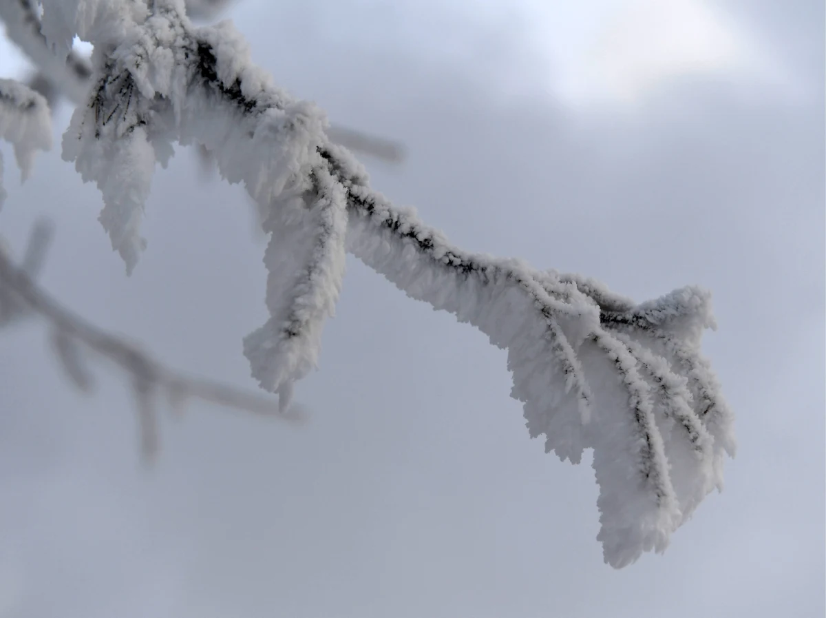 Instytut Meteorologii i Gospodarki Wodnej wydał w sobotę ostrzeżenia pierwszego stopnia przed silnym mrozem dla części województw: śląskiego, małopolskiego i podkarpackiego. "Prognozuje się temperaturę minimalną w nocy miejscami od -16 st. C do -13 st. C. Wiatr o średniej prędkości od 4 km/h do 14 km/h" – czytamy na stronie IMGW. 
