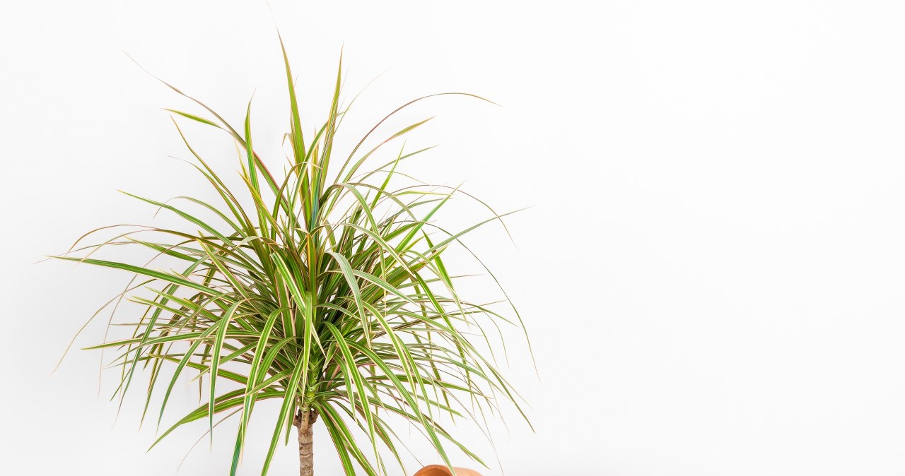 Dracena  jak o ni dba? Dlaczego koce lici draceny kn? - Top.pl