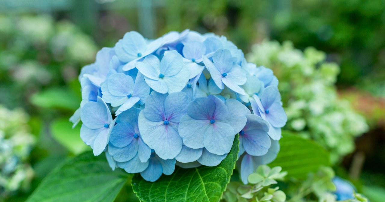 Chcesz, by hortensja miała piękne, niebieskie kwiaty? Wystarczy, iż podsypiesz ją tym