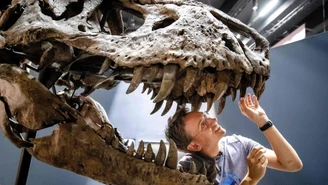 Naukowcy z Kanady odkryli nowy gatunek dinozaura. To tyranozaur sprzed 80 milionów lat! 