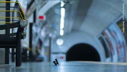 Bokserski pojedynek o okruchy. Zdjęcie myszy walczących w londyńskim metrze z nagrodą