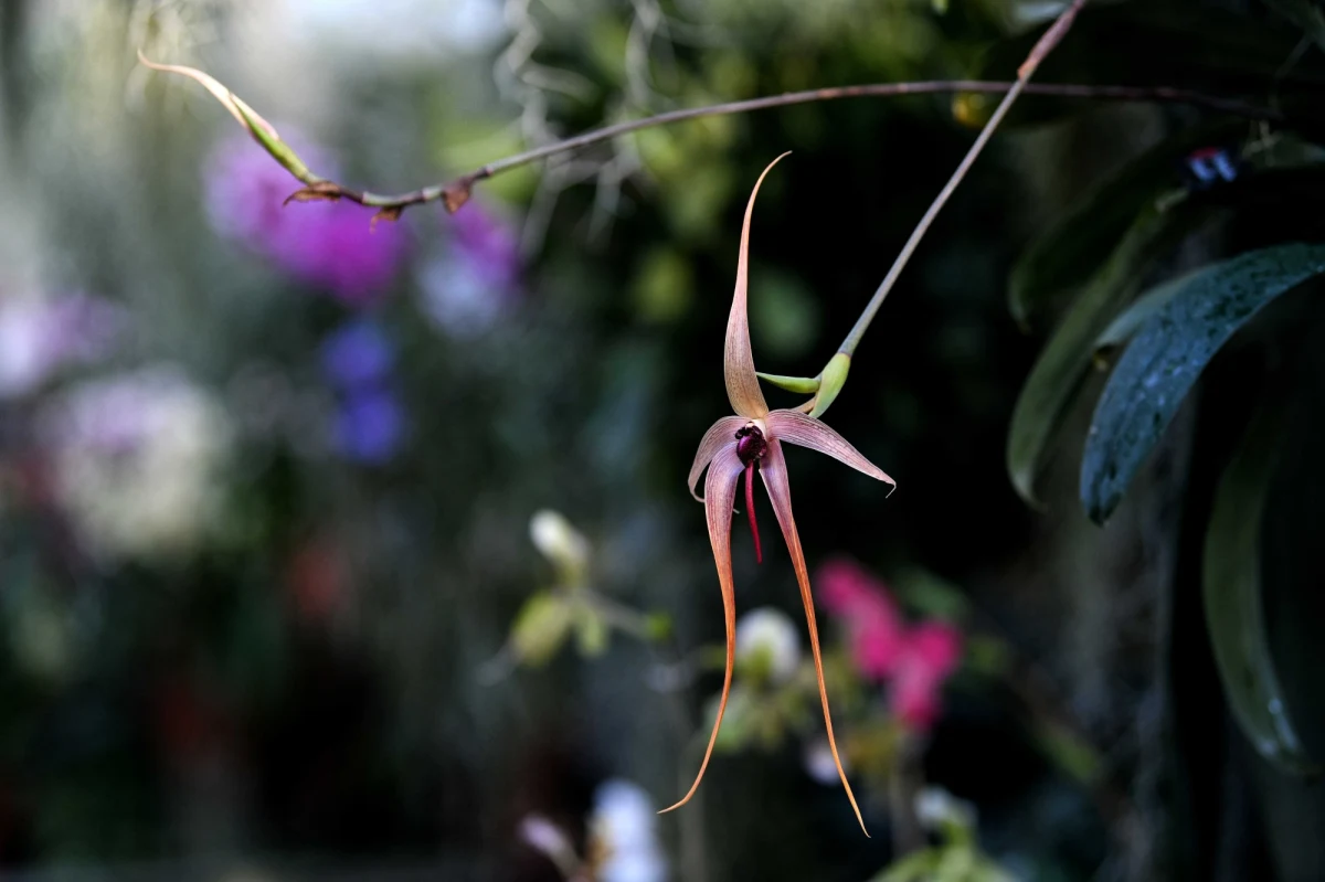 Co wspólnego mają stare materace z roślinami? Okazuje się, że całkiem sporo. Dowiedli tego uczeni z  brytyjskiego uniwersytetu w  Sheffield. 