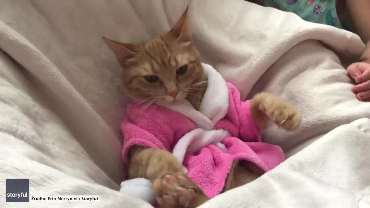 Ten kot nie ma chyba na co narzekać. Futrzak wydaje się zadowolony z uwagi, którą poświęcają mu dwie urocze dziewczynki - jego właścicielki. Czy może być coś lepszego od relaksu na pufie w szlafroku?