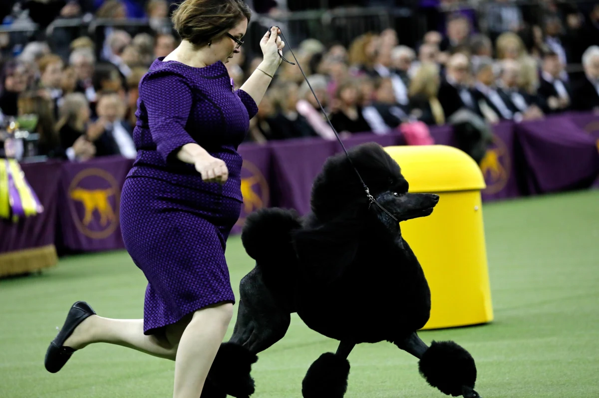 ​Suczka rasy pudel o imieniu Siba zwyciężyła na tegorocznej wystawie psów w Madison Square Garden w Nowym Jorku. O tytuł najlepszego psa ubiegało się ponad 2,5 tys. czworonogów.