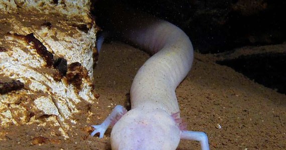 Tej salamandrze musi być bardzo wygodnie. Znalazła sobie miejsce w jaskini w Bośni i Hercegowinie, i jak twierdzą przyrodnicy, od 7 lat się nie poruszyła. 