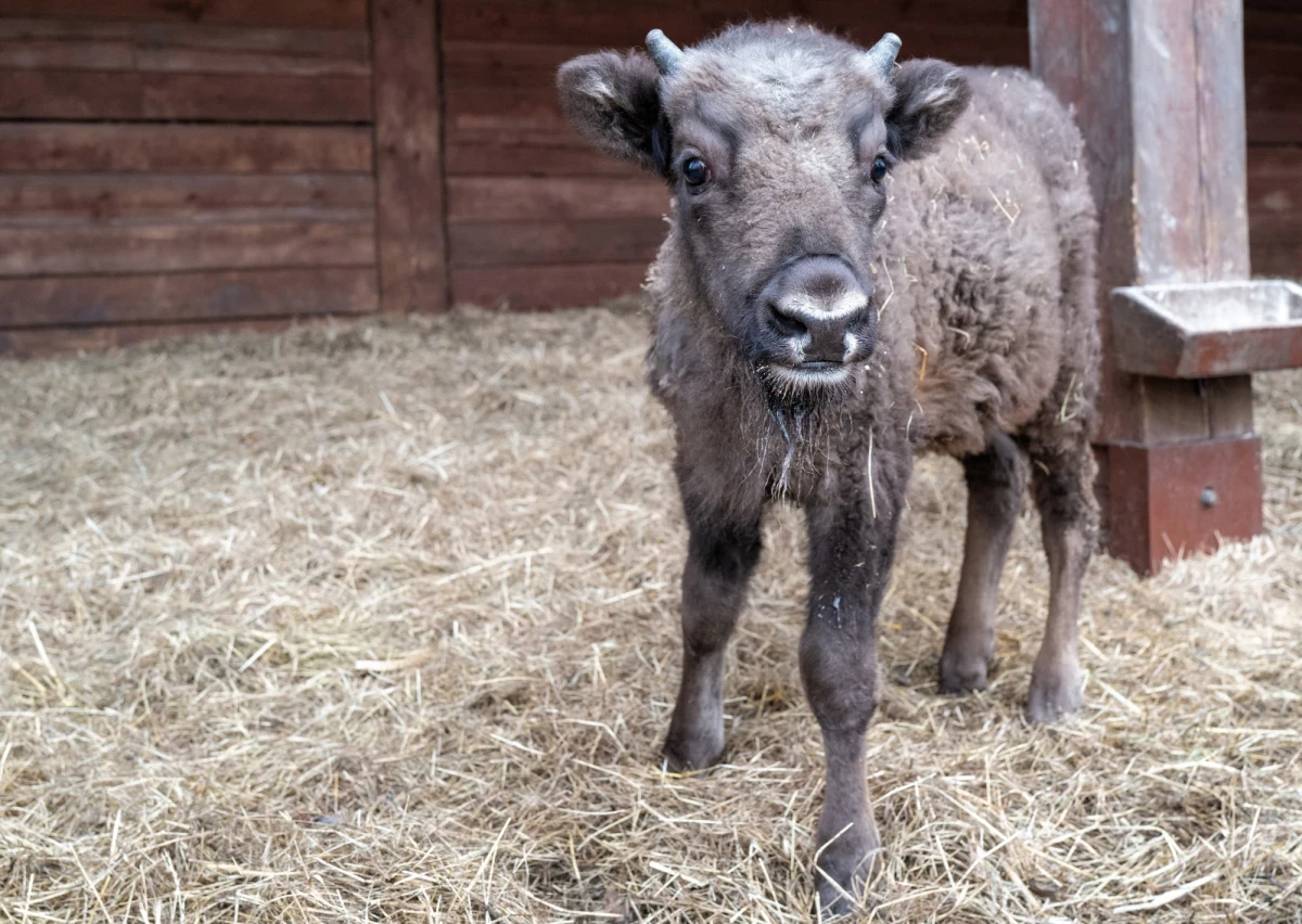 ​Odrzucony przez matkę i stado mały żubr, mieszkający w Pokazowej Zagrodzie Żubrów w Pszczynie, będzie promował picie miejscowej kranówki. Symbolicznie wzięło go pod opiekę przedsiębiorstwo zajmujące się dystrybucją wody.