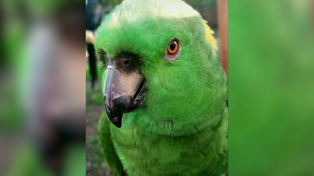 Pewna kalifornijska papuga ma niezwykłą zdolność do naśladowania dźwięków. Potrafi wydawać z siebie odgłos przypominający kobiecy śmiech. Jak mówi jej właściciel, papuga potrafi zarazić śmiechem innych. 