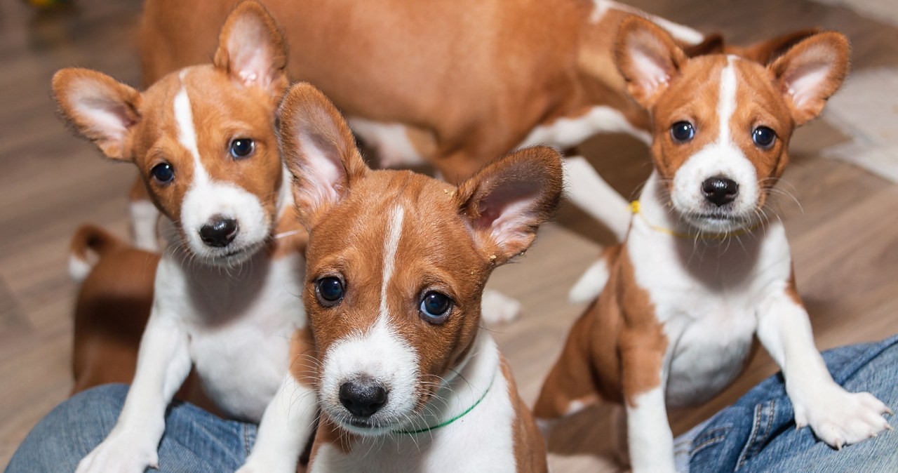 Jak oszukują nas czworonogi? Potrafią nie tylko kraść i wyłudzać
