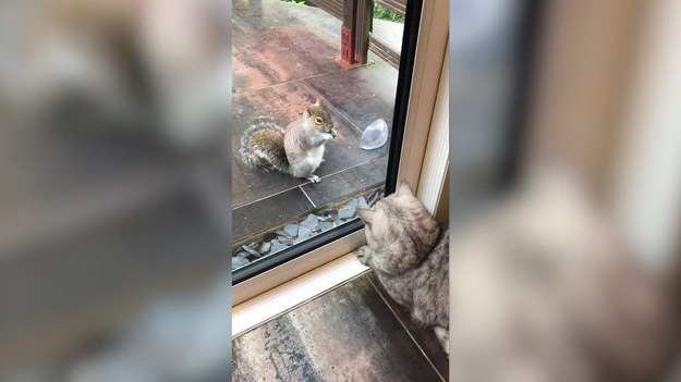 Ciekawość to domena nie tylko ludzi, ale i zwierząt. Dobrze widać to na przykładzie wideo nadesłanego z Wielkiej Brytanii. Kot, który za oknem dostrzegł wiewiórkę nie mógł oderwać od niej wzroku. Ta, korzystając z faktu, że dzieli ich szyba, mogła bezpiecznie podjadać zostawione dla ptaków smakołyki. 