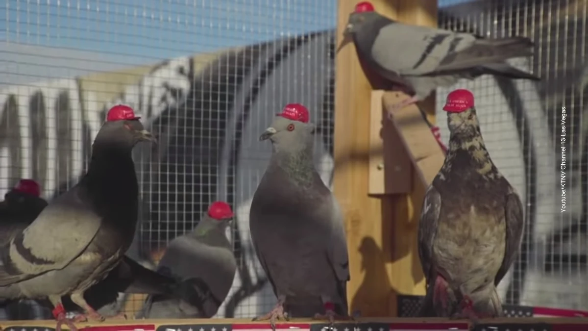 Grupa Amerykanów postanowiła w niekonwencjonalny sposób pokazać swoją lojalność wobec Donalda Trumpa. Zwolennicy prezydenta USA przykleili do głów gołębi czapki z hasłem kampanijnym biznesmena z 2015 roku i wypuścili ptaki w centrum Las Vegas, gdzie konwencję mieli Demokraci.