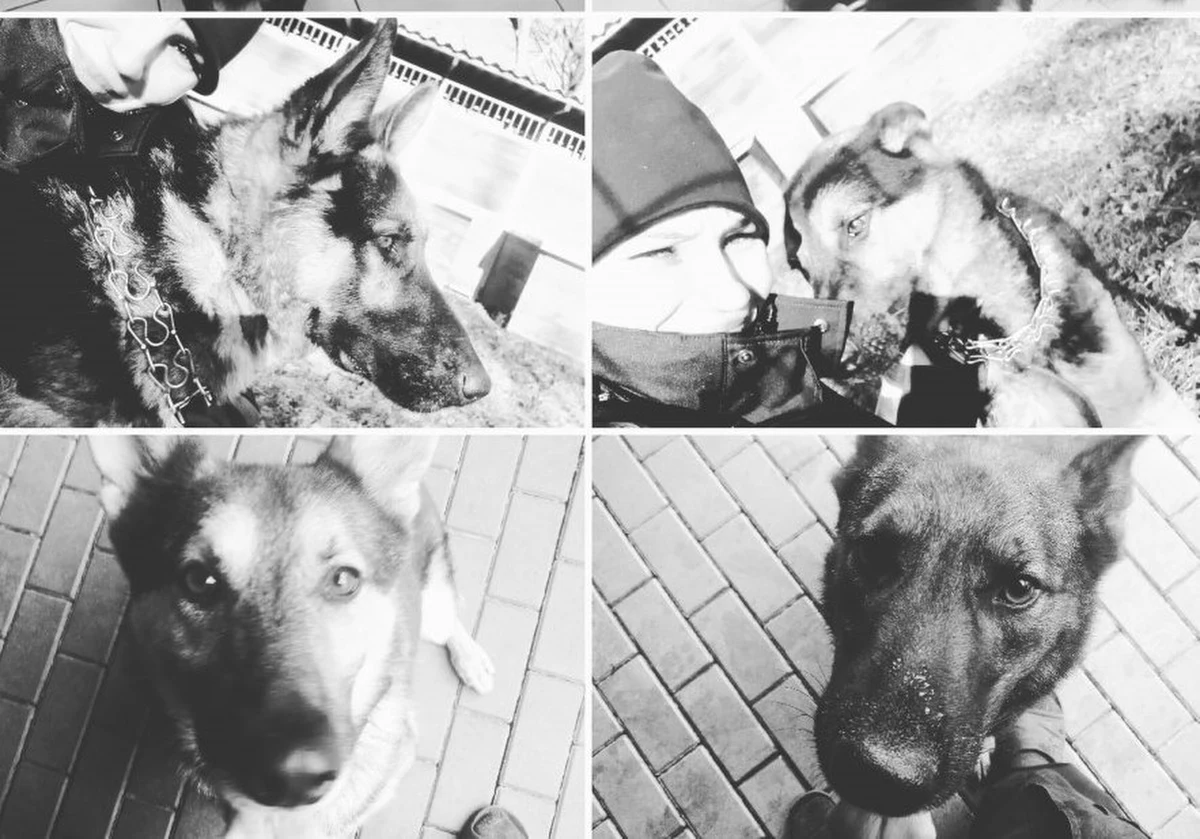 Luka między betonowymi płytami, którymi przykryty był kanał ciepłowniczy, była powodem awarii, w wyniku której zginęło wczoraj 6 policyjnych psów. Naprawiający uszkodzenie pracownicy firmy określili już przyczyny usterki. 