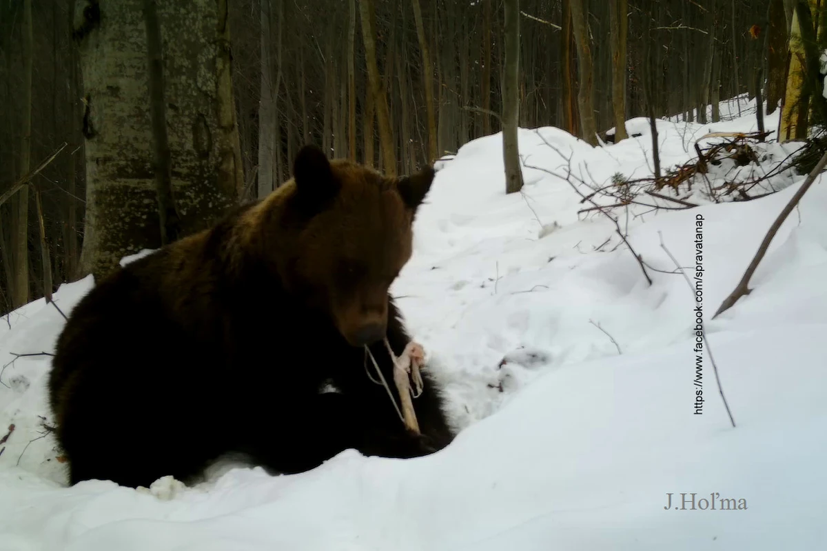 Przyrodnicy ze słowackiego Tatrzańskiego Parku Narodowego (TANAP) zaobserwowali na śniegu w dolinach pierwsze ślady niedźwiedzi, które po zimowym śnie zaczęły żerować w poszukiwaniu pokarmu – poinformowały władze TANAP na swojej stronie internetowej.