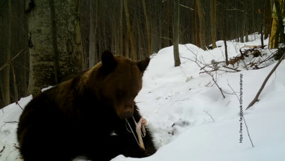 Tatry: Z zimowego snu budzą się niedźwiedzie