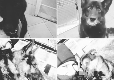 Spółka Veolia: Chcemy pomóc policjantom, którzy stracili 6 psów 