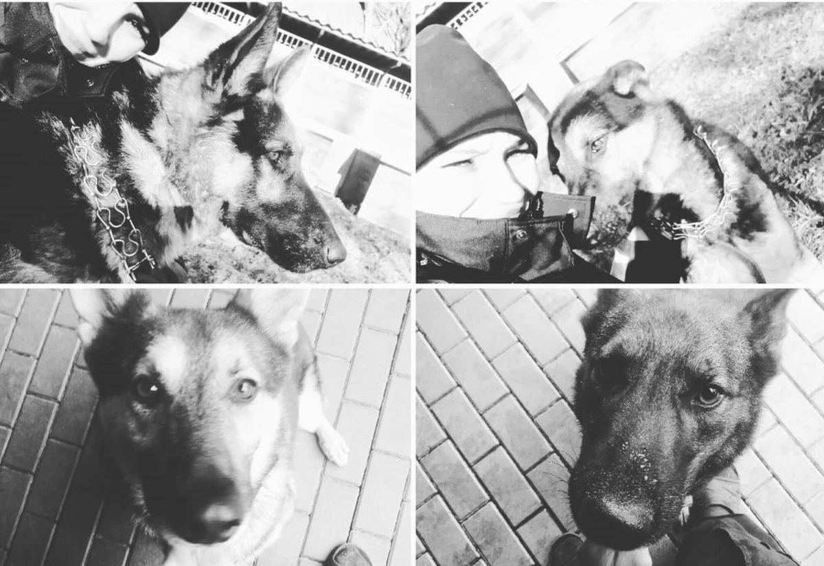 Jest śledztwo w sprawie śmierci sześciu policyjnych psów w Warszawie - dowiedział się reporter RMF FM Krzysztof Zasada. W piątek po południu specjalnie szkolone do rozpoznawania zapachów zwięrzęta zginęły w wyniku awarii magistrali ciepłowniczej na Pradze Północ.