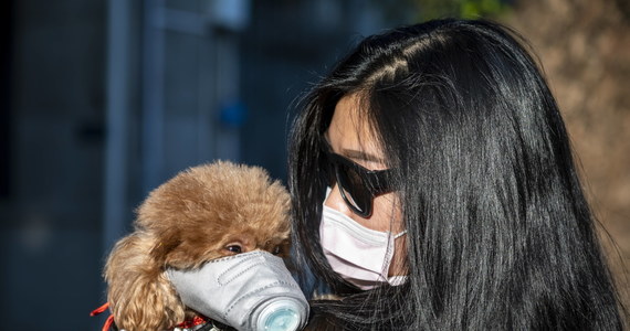 To pierwszy potwierdzony przypadek wykrycia koronawirusa u zwierzęcia domowego - informuje agencja Bloomberg. Obecność koronawirua potwierdzono w próbkach pobranych od psa w Hongkongu. Jak się okazuje - koronawirusa wykryto również u jego właściciela.