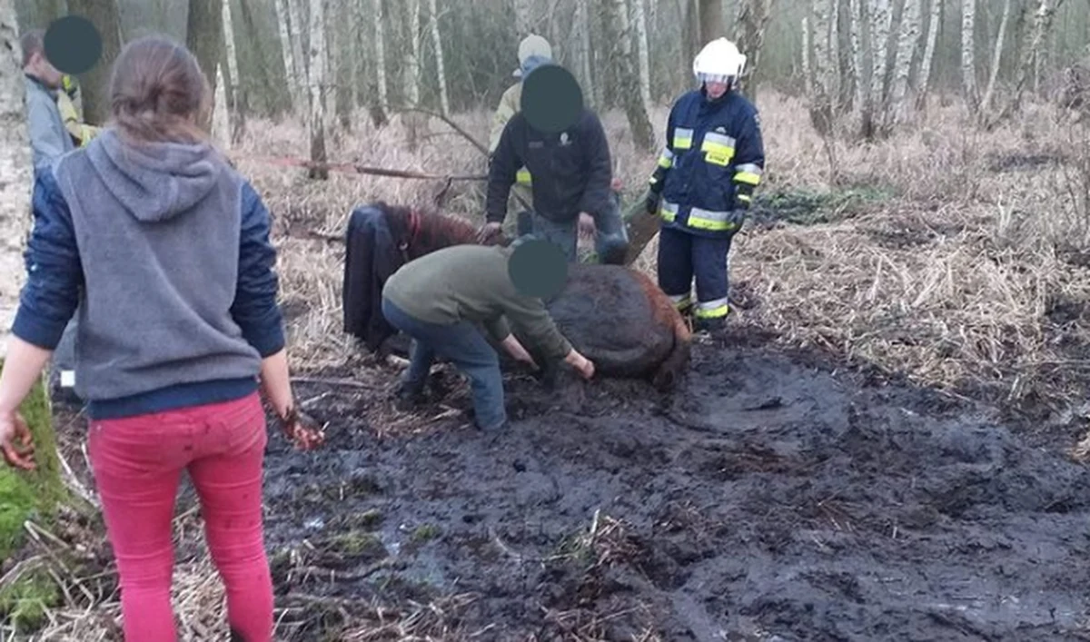 Do nietypowej akcji zostali wezwani strażacy w miejscowości Jabłonna w Wielkopolsce. W bagnie na terenach leśnych topił się… koń.