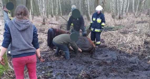 Do nietypowej akcji zostali wezwani strażacy w miejscowości Jabłonna w Wielkopolsce. W bagnie na terenach leśnych topił się… koń.