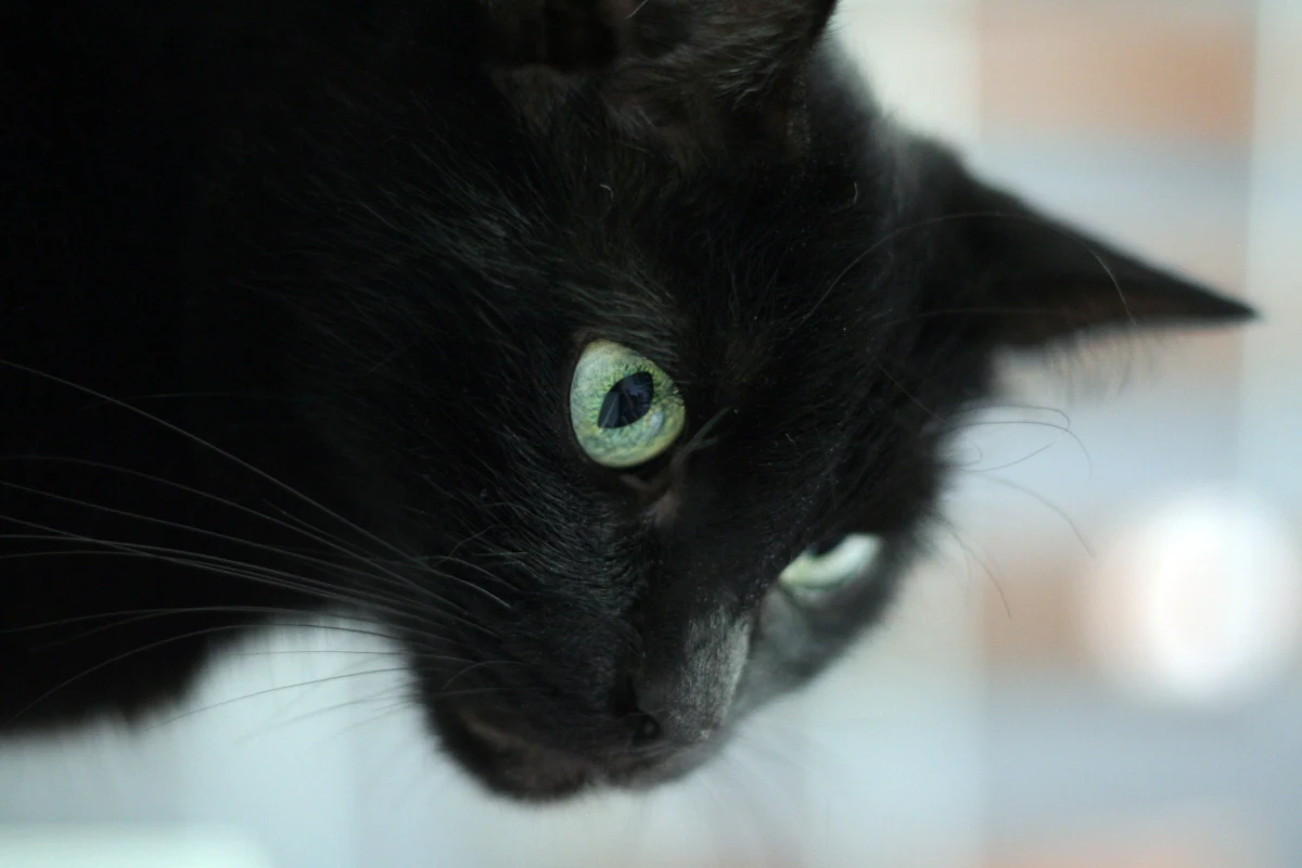 Przed kupowaniem zwierząt przez internet ostrzega w najnowszym raporcie Towarzystwo Opieki nad Zwierzętami. Inspektorzy przeanalizowali ponad pół tysiąca umieszczonych w sieci ogłoszeń. Tylko kilka procent z nich spełniało standardy etyczne. 