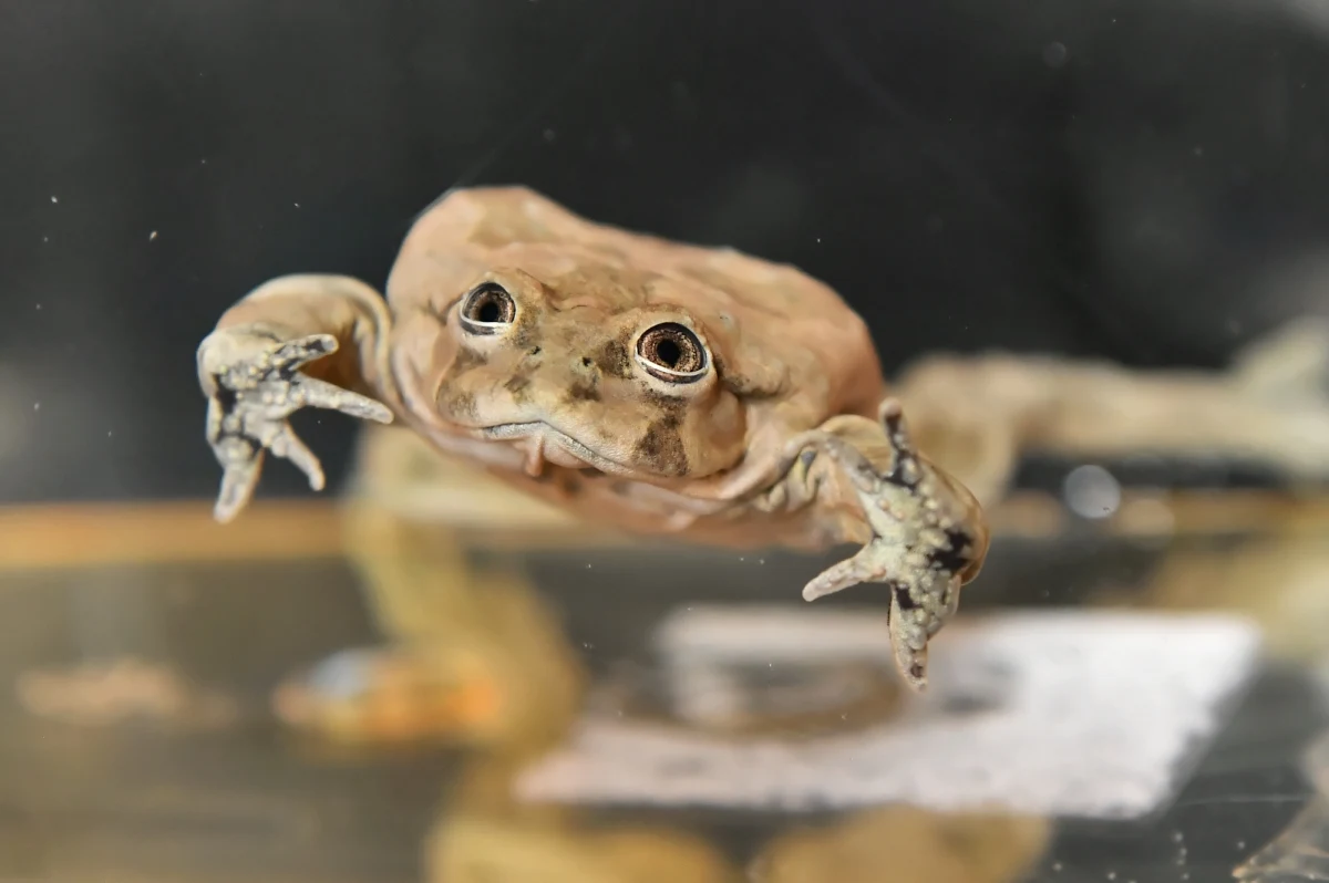Dla jednych żaba z Titicaca to najbrzydsza żaba na świecie, dla innych najpiękniejsza. Niestety, na skutek działalności człowieka, żaby te są skrajnie zagrożone wyginięciem. Żaby z Titicaca od dziś można podziwiać we wrocławskim ogrodzie zoologiczny. 