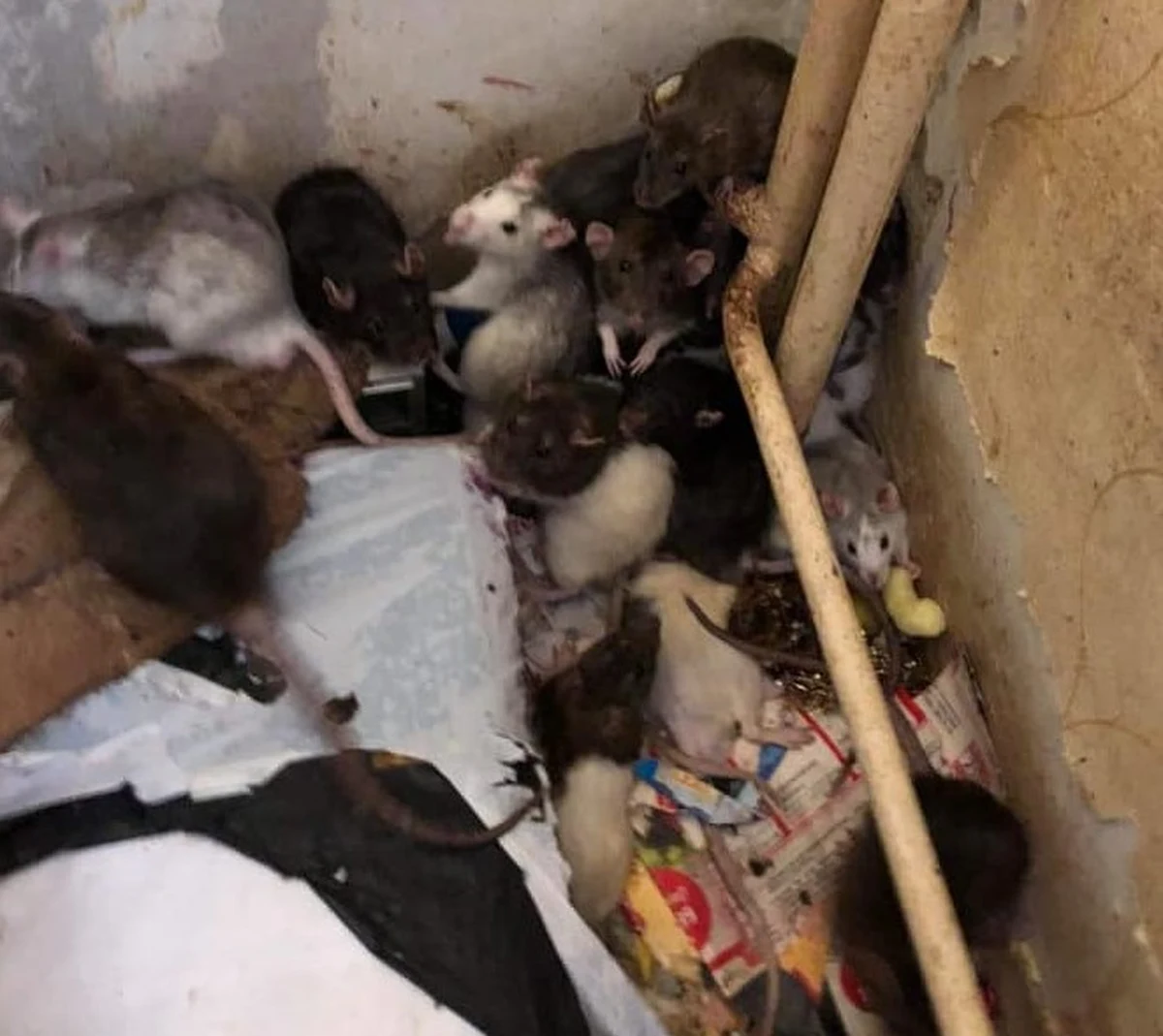 130 szczurów w mieszkaniu w bloku w Tarnowie w Małopolsce. Taki widok zastali strażnicy miejscy, wezwani przez jednego z mieszkańców. Dopiero po interwencji strażników córka właścicielki poprosiła o pomoc w zabraniu gryzoni Krakowski Dom Tymczasowy Ogryzek.