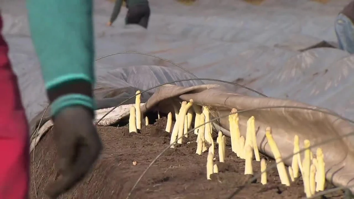 Miniona zima była drugą najcieplejszą w historii Niemiec od czasów wprowadzenia pomiarów. Wysoka temperatura spowodowała, że wcześniej niż zwykle zaczęły kwitnąć rośliny. W Dolnej Saksonii rozpoczęto już nawet zbiory szparagów. Normalnie te warzywa zbierane są w kwietniu i maju.