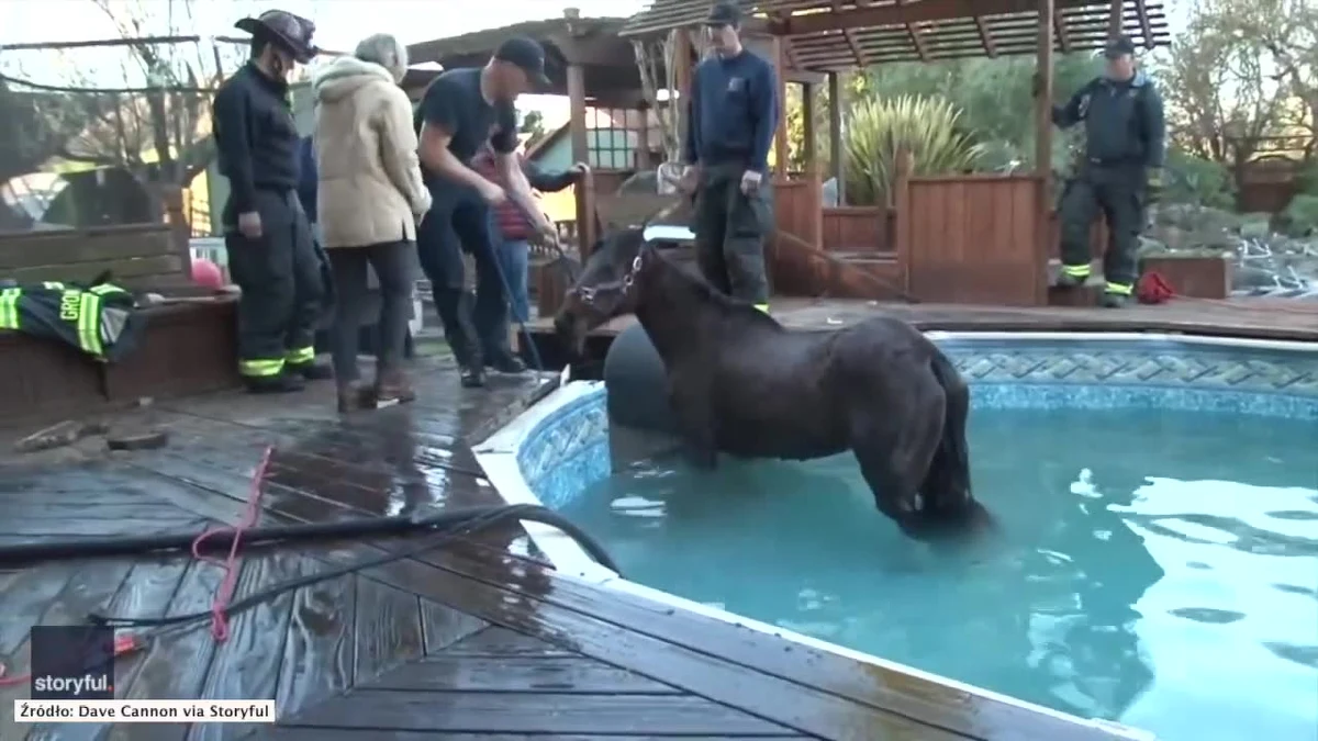 Nietypowe zdarzenie w Penngrove w Kalifornii. Właścicielka konia w środku nocy usłyszała głośny huk i wezwała pomoc. Konia udało się uwolnić dopiero, gdy rozkuto fragment basenu. Zwierzę nie odniosło obrażeń, oprócz otarć na nogach. "Przecięli bok basenu. Teraz nie mam już basenu, ale mam konia, który nie jest ranny. Dziękuję strażakom za wszystko co zrobili" - powiedziała Kery Poteracke.