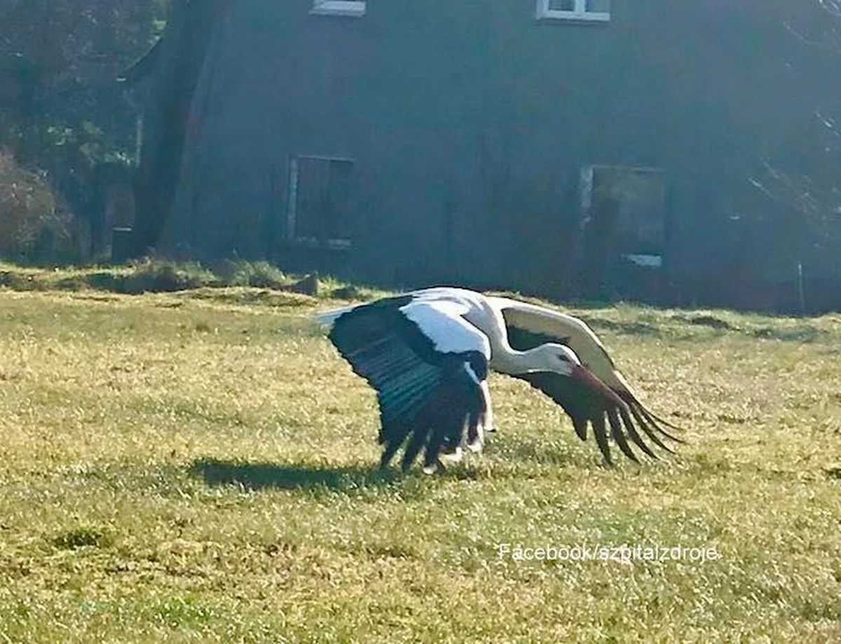 Nietypowe miejsce na lądowanie wybrał sobie pierwszy tegoroczny szczeciński bocian. Biało-czarny ptak pojawił się na terenie szpitala w Szczecinie-Zdrojach, konkretnie na trawniku obok porodówki.