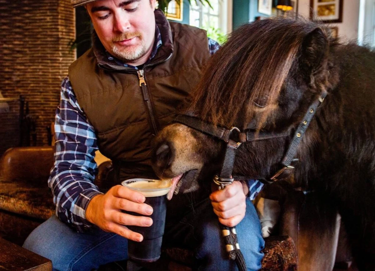 Z koniem do pubu - to możliwe tylko w ekscentrycznej Anglii. W jednym z tamtejszych pubów na zachodzie kraju codziennie pojawia się kucyk szetlandzki. 