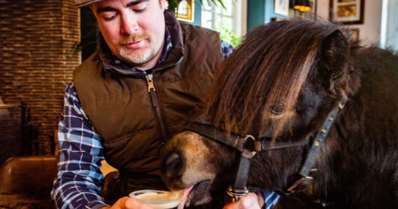 Z koniem do pubu - to możliwe tylko w ekscentrycznej Anglii. W jednym z tamtejszych pubów na zachodzie kraju codziennie pojawia się kucyk szetlandzki. 