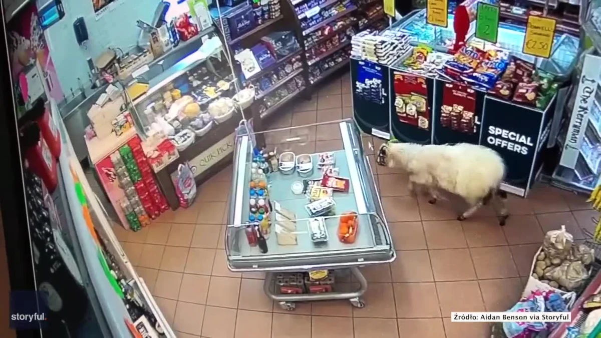 Owca uciekła hodowcy i weszła do sklepu na stacji benzynowej w Castlemaine w Irlandii. Zachowywała się spokojnie, jak gdyby to nie była dla niej pierwsza taka wyprawa. Obeszła sklepowe alejki, po czym opuściła budynek. Właściciel sklepu Aidan Benson powiedział, że początkowo nie zauważył intruza, ponieważ był zajęty obsługiwaniem klienta. W końcu dostrzegł, że po sklepie błąka się owca. Postanowił opublikować nagranie z kamery przedstawiające niecodzienną wizytę. Zażartował, że historia ma ironiczną puentę, ponieważ tego dnia w sklepie była promocja na kotlety jagnięce.