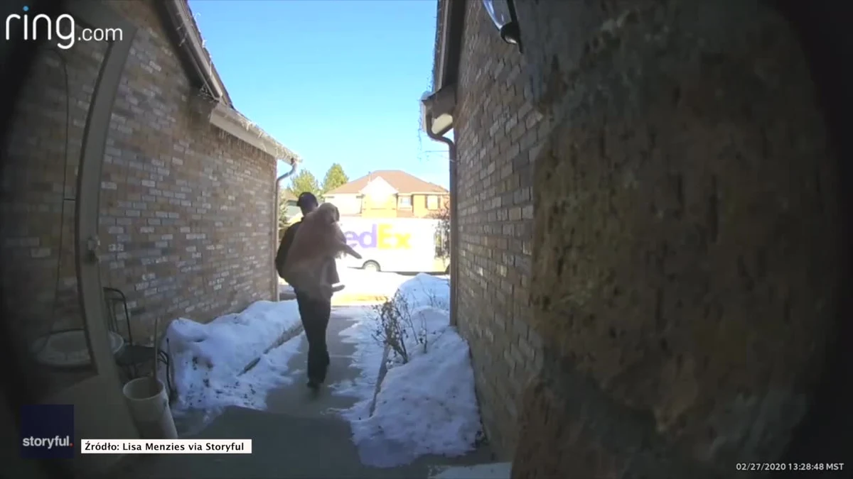 Trzyletnia suczka rasy golden retriever ukradkiem wyszła przez niedomknięte drzwi. Czujny kurier przyniósł psa do domu… na rękach. Całe zdarzenie uchwyciły kamery monitoringu.