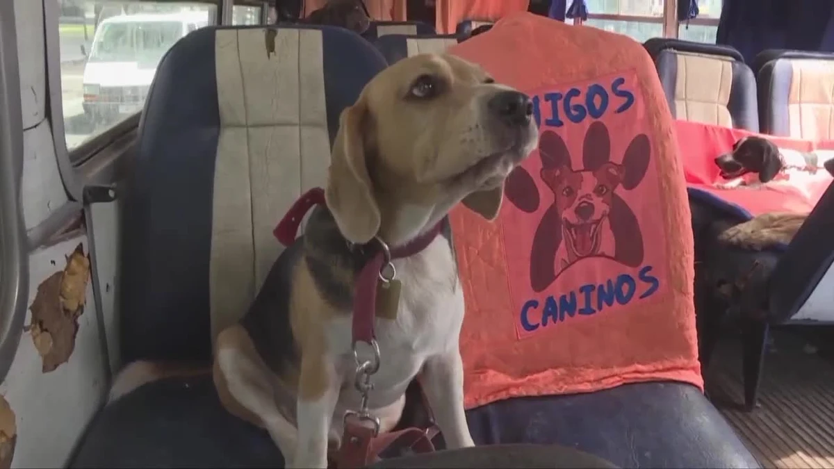 Leon Dario Sipes, profesjonalny opiekun dla psów z Buenos Aires w Argentynie, zapewnia czworonogom dodatkowe atrakcje. Każdego ranka przyjeżdża po zwierzęta... autobusem. Sipes zabiera pierwszego pasażera o 7.30, ostatni pies wsiada do autobusu o 9.30, a już o 10.00 cała gromadka hasa wesoło w pobliskim parku. Po skończonej zabawie mężczyzna odwozi autobusem psy do właścicieli. Autobus to dobra rzecz, ponieważ można dzięki niemu zebrać psy z różnych dzielnic, podróżować wygodnie i bezpiecznie, a w autobusie każdy pies ma własną przestrzeń i wszystkie kochają jazdę - powiedział Sipes.