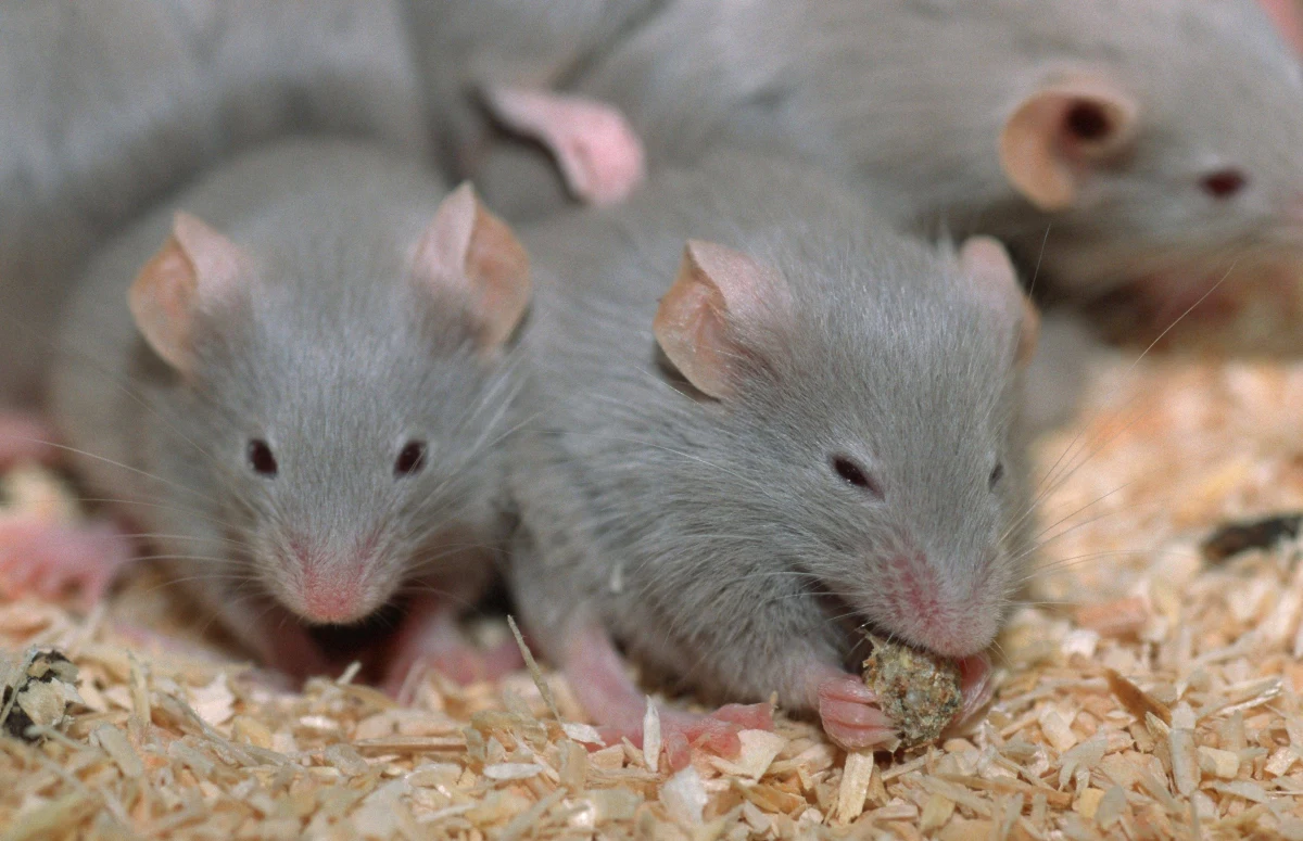 W walce z koronawirusem zwierzęta laboratoryjne, małpy, myszy, czy fretki, są dla nauki nieocenioną pomocą. Problem w tym, że niektórych zwierząt, między innymi transgenicznych myszy - zaczyna brakować. Pisze o tym na swej stronie internetowej czasopismo "Nature". Jackson Laboratory w Bar Harbor w stanie Maine przyznaje, że nie jest w stanie nadążyć z hodowlą myszy, które są szczególnie cenne w badaniach nad koronawirusem wywołującym COVID-19. Do tej chwili, około 50 laboratoriów z całego świata zamówiło u nich 3000 myszy, wytwarzających ludzką wersję białka ACE2, które koronawirus wykorzystuje do wnikania do ludzkich komórek. Zwykłe myszy wydają się na wirusa SARS-CoV-2 odporne.