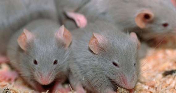 W walce z koronawirusem zwierzęta laboratoryjne, małpy, myszy, czy fretki, są dla nauki nieocenioną pomocą. Problem w tym, że niektórych zwierząt, między innymi transgenicznych myszy - zaczyna brakować. Pisze o tym na swej stronie internetowej czasopismo "Nature". Jackson Laboratory w Bar Harbor w stanie Maine przyznaje, że nie jest w stanie nadążyć z hodowlą myszy, które są szczególnie cenne w badaniach nad koronawirusem wywołującym COVID-19. Do tej chwili, około 50 laboratoriów z całego świata zamówiło u nich 3000 myszy, wytwarzających ludzką wersję białka ACE2, które koronawirus wykorzystuje do wnikania do ludzkich komórek. Zwykłe myszy wydają się na wirusa SARS-CoV-2 odporne.
