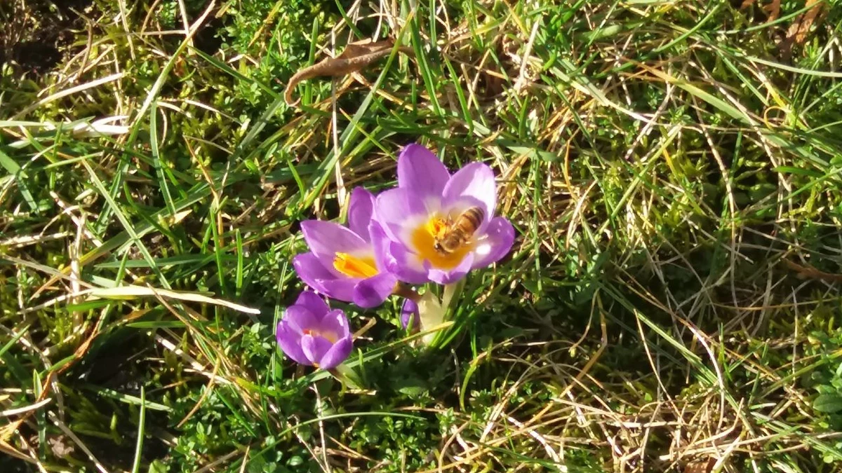 Pszczoły w centralnej Polsce nie przespały zimy - było dla nich zbyt ciepło. Już teraz można zaobserwować, jak te owady uwijają się wśród kwitnących krokusów i olszyny. Pasieka Marka i Elżbiety Nowińskich liczy 400 rodzin. Każda rodzina to ok. 60 tys. pszczół, co w sumie daje... 24 miliony pasiastych podopiecznych.