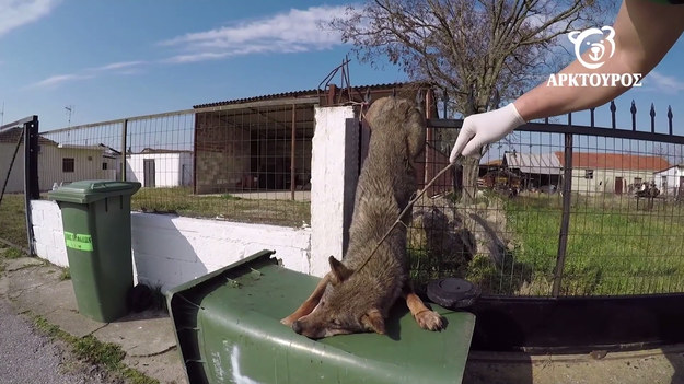 Takich wydarzeń nie oczekiwał żaden mieszkaniec małego, greckiego miasteczka. Na podwórkowej bramie zawisł tam wilk. A dokładnie, 8-letnia wilczyca. Jak podejrzewają mieszkańcy, zwierzę musiało uciekać przed psami i wtedy doszło do wypadku. Wilczyca straciła dużo krwi i była wymęczona, ale udało się ją uratować. Trafiła do ośrodka dla zwierząt, gdzie dochodzi do siebie i czeka na powrót na wolność. 