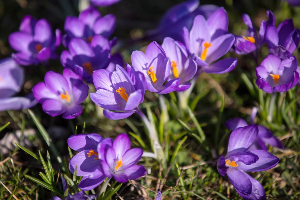 Nadchodzi najbardziej wyczekiwana pora roku. W piątek astronomiczny pierwszy dzień wiosny, pierwszy dzień wiosny kalendarzowej przypada 21 marca. Dlaczego te dwa terminy różni jeden dzień? I jakie się z tym czasem wiążą obrzędy? Już od starożytności uznawano ten czas za magiczny. 