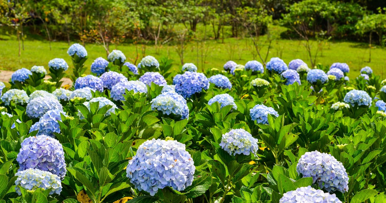Możesz mieć kilka razy więcej hortensji i to zupełnie za darmo. Sprawdź, jak to zrobić