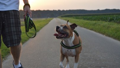 Poszedł z psem na spacer mimo kwarantanny. Dostał mandat