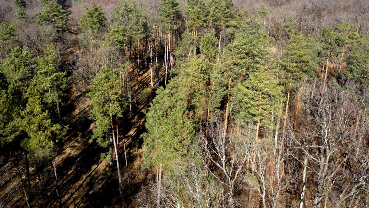 Duże zagrożenie pożarowe w lasach obowiązuje w całej Polsce - przypomniała w środę Mazowiecka Straż Pożarna. Rzecznik Komendy Głównej PSP odradza poruszanie się po lasach.