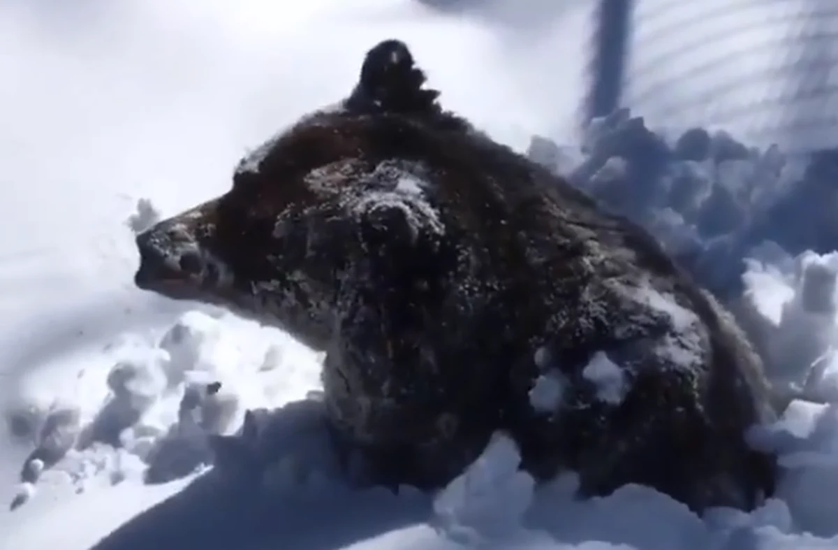 Strażniczka przyrody w kanadyjskich Górach Skalistych nagrała smartfonem moment, w którym niedźwiedź grizzly o imieniu Boo budzi się ze snu zimowego. Ten post na Twitterze obejrzało od poniedziałku ponad 160 tysięcy osób.