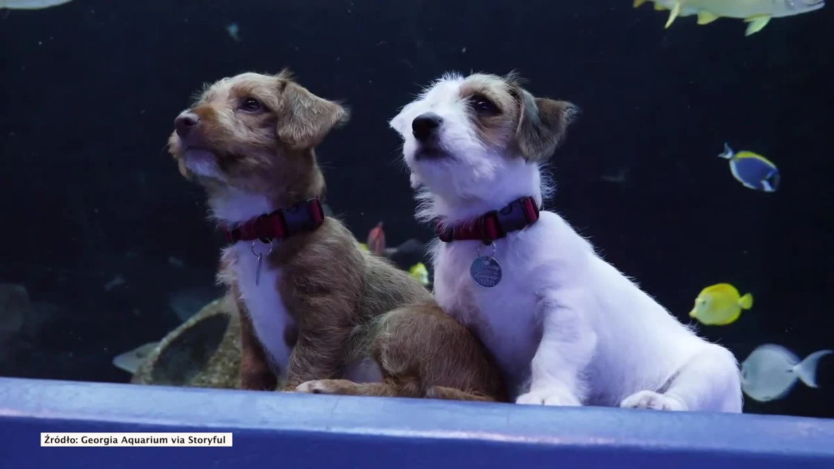 Oceanaria zamknięte z powodu koronawirusa. Skorzystały na tym te psiaki, które mogły po raz pierwszy wpaść z wizytą. Wyglądają na zachwycone!