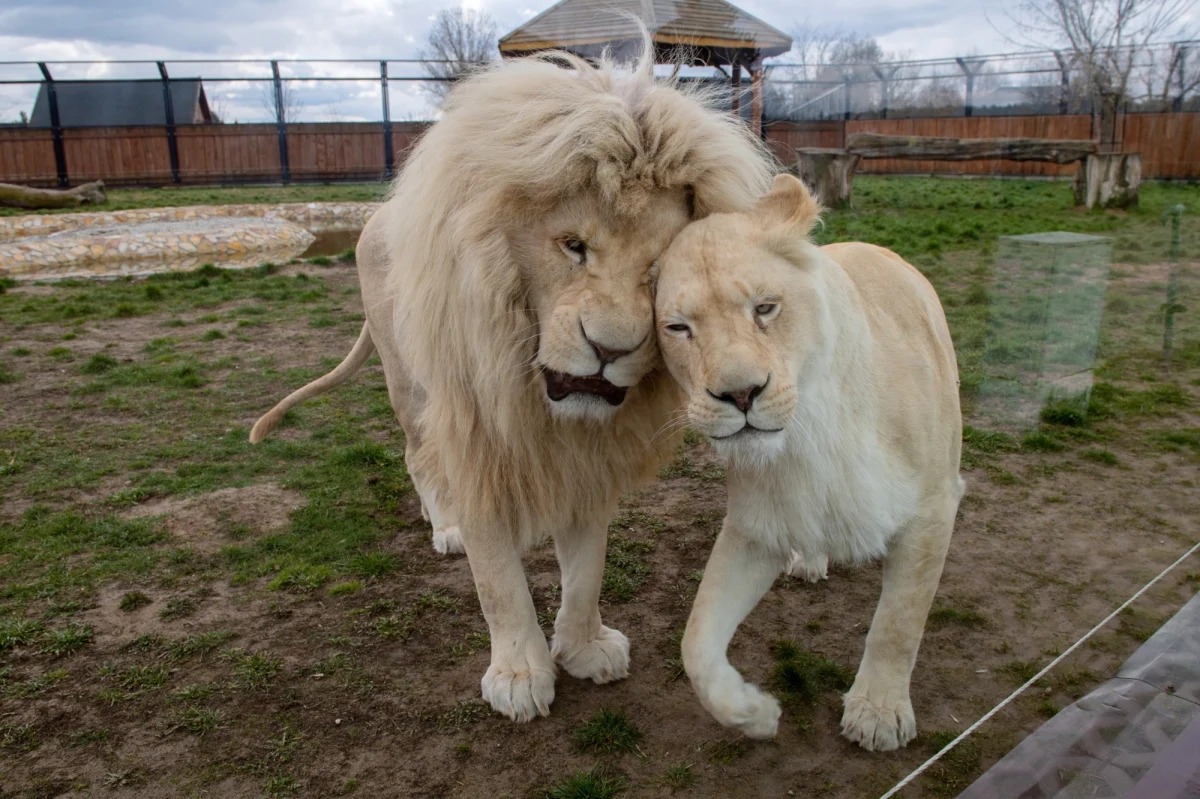 Ponad 215 tys. zł wpłacili darczyńcy na konto Zoo Safari w Borysewie (Łódzkie), które na czas pandemii koronawirusa zmuszone było zawiesić swoją działalność. Dzienne utrzymanie ponad 600 zwierząt kosztuje 10 tys. zł, dlatego zoo walczy o przetrwanie m.in. sprzedając "odroczone" bilety.