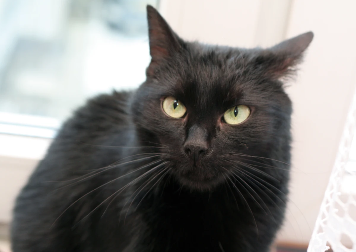 Koty mogą zakazić się koronawirusem i przekazać go innym kotom. Nie ma jednak dowodów na to, by mogły zarazić człowieka i nie ma powodów do paniki  - piszą w pracy opublikowanej na platformie bioRxiv.org naukowcy z Harbin Veterinary Research Institute w Chinach. Ich badania wykazały natomiast, że w organizmie psów koronawirus SARS-CoV-2 nie replikuje się w efektywny sposób. Praca nie była recenzowana przez innych ekspertów. 