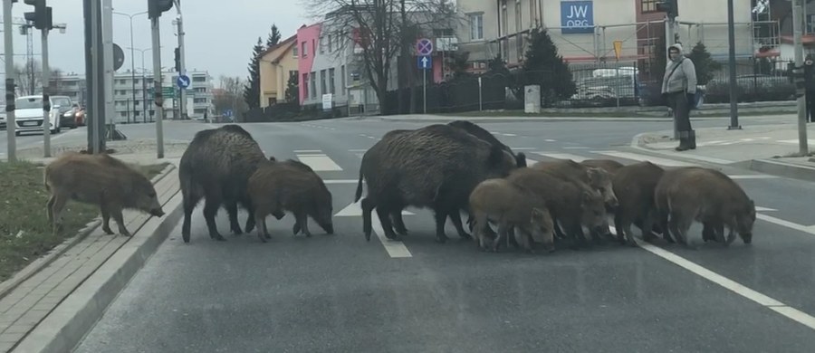 Rządowe obostrzenia dotyczące nielegalnych zgromadzeń z pewnością nie dotyczą olsztyńskich dzików. Nasz dziennikarz Piotr Bułakowski natrafił dziś na solidną rodzinę tychże ssaków, które próbowały przekroczyć aleję Sikorskiego. 